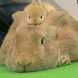 mama and baby bunny